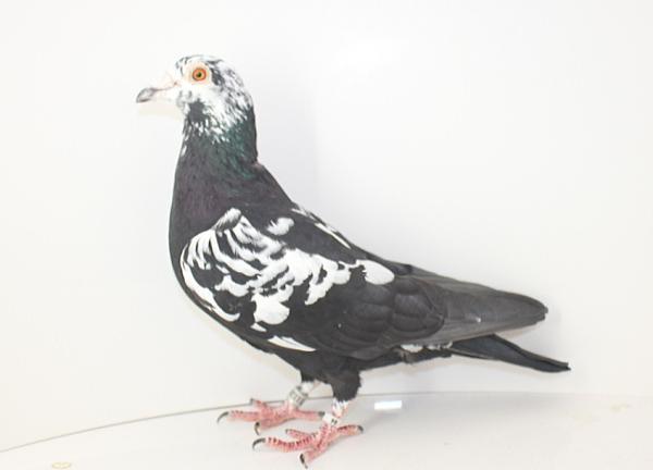 Scherens Van Gramberen 20-1126818 売切れ - 画像 (6)