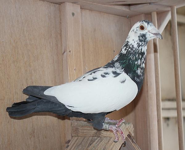 Scherens Van Gramberen 20-1126747 売切れ - 画像 (4)