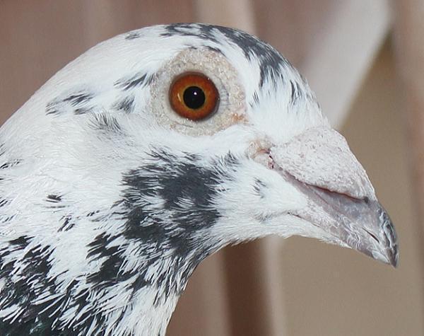 Scherens Van Gramberen 20-1126747 売切れ - 画像 (5)