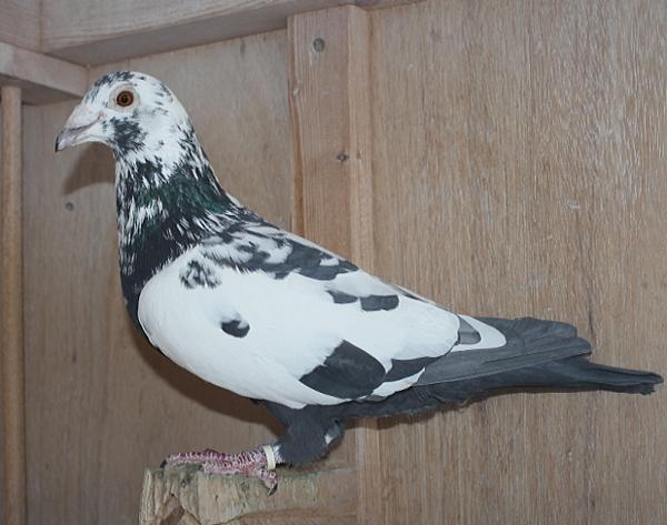 Scherens Van Gramberen 20-1126747 売切れ - 画像 (6)