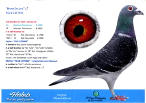 Oliviers Devos 2137936-21 - 画像 (3)