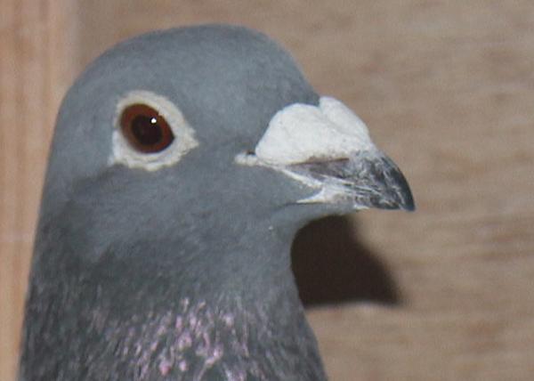 Oliviers Devos 2106761-22 - 画像 (4)