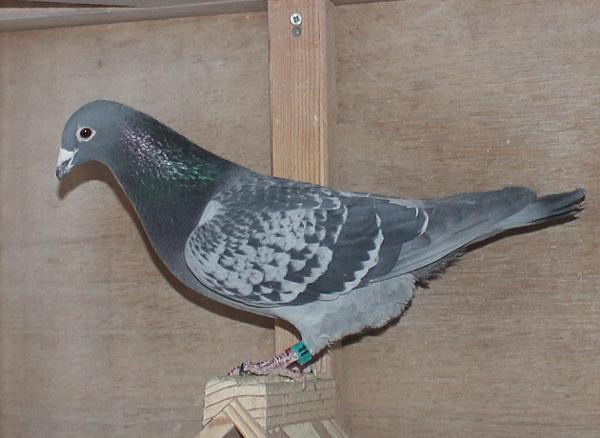 Oliviers Devos 2106761-22 - 画像 (5)