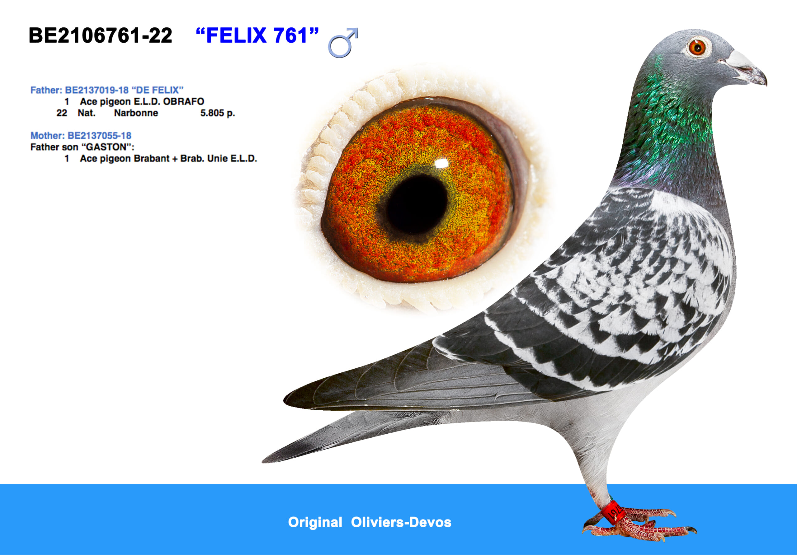 Oliviers Devos 2106761-22 - 画像 (3)