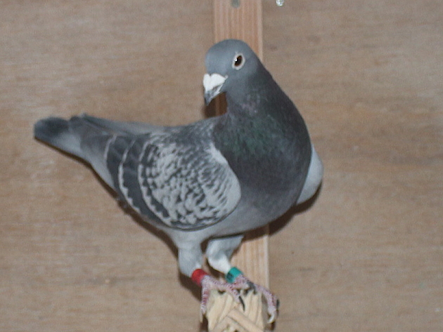 Oliviers Devos 2106761-22 - 画像 (6)