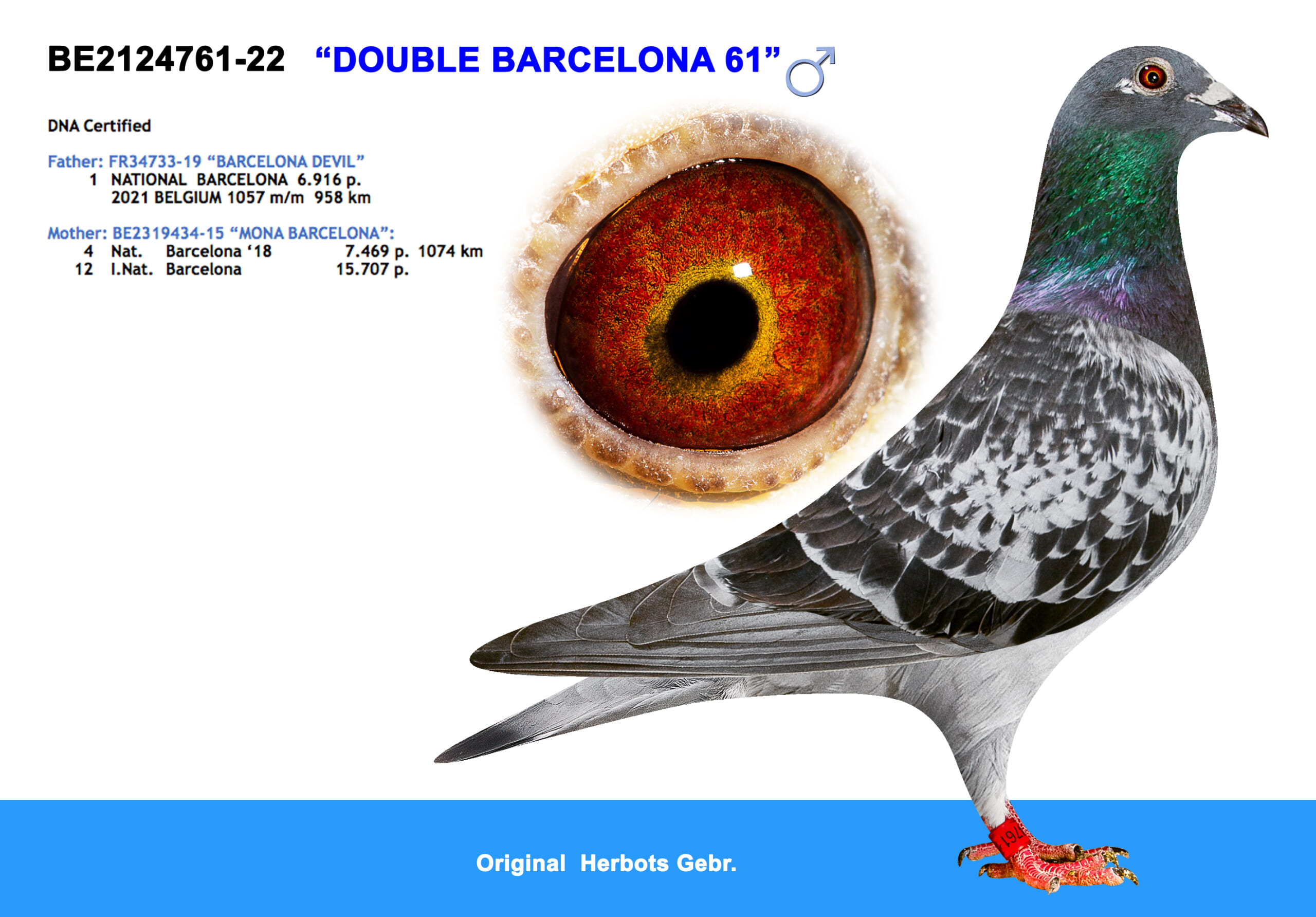 Herbots pigeons 2124761-22 750,000円 北野鳩舎種鳩