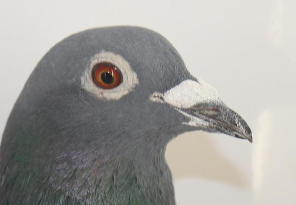 Oliviers Devos 2137936-21 - 画像 (4)