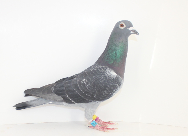 Oliviers Devos 2137936-21 - 画像 (5)