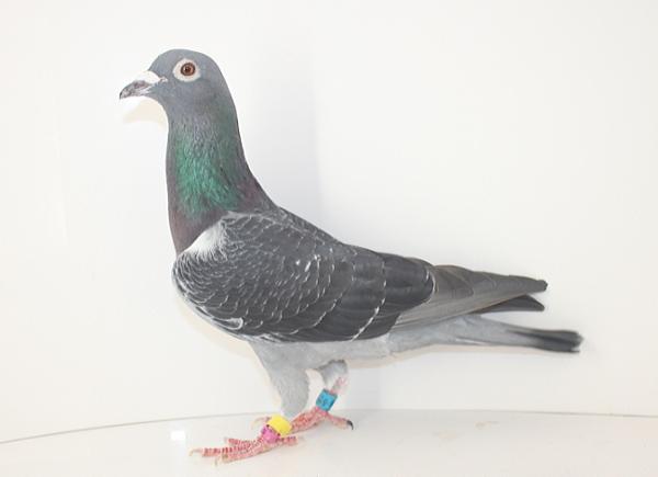 Oliviers Devos 2137936-21 - 画像 (6)