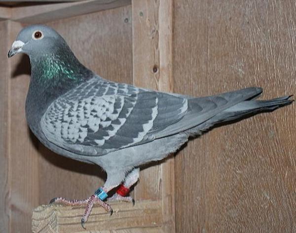 Oliviers Devos 2109710-22 売切れ - 画像 (6)