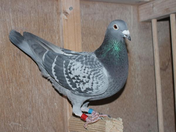 Oliviers Devos 2109710-22 売切れ - 画像 (4)