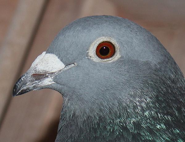 Oliviers Devos 2109710-22 売切れ - 画像 (5)