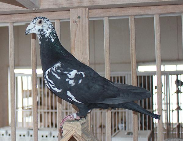 Scherens Van Gramberen 20-1126725 売切れ - 画像 (4)