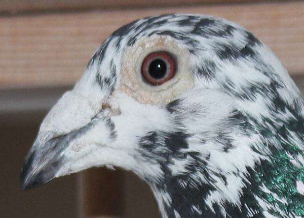 Scherens Van Gramberen 20-1126725 売切れ - 画像 (5)