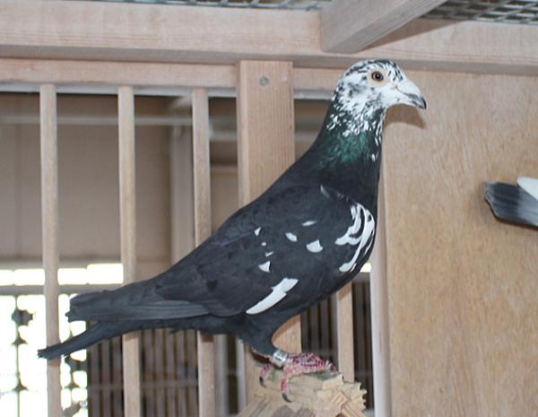 Scherens Van Gramberen 20-1126725 売切れ - 画像 (6)