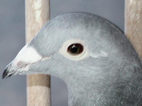 アールデン NL1278033-21 - 画像 (3)