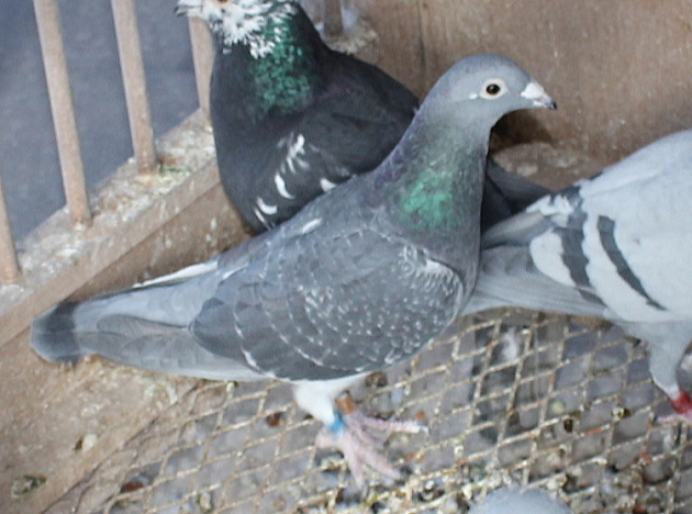 アールデン NL1278033-21 - 画像 (4)