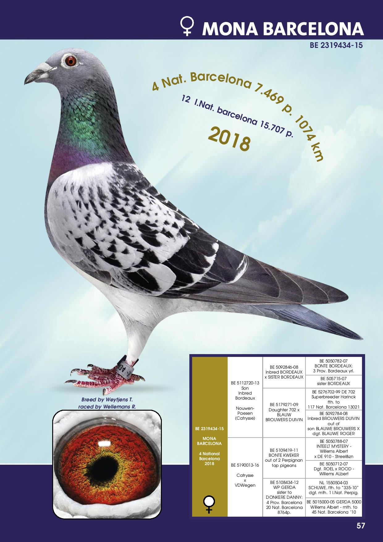 Herbots pigeons 2124761-22 750,000円 北野鳩舎種鳩 - 画像 (2)