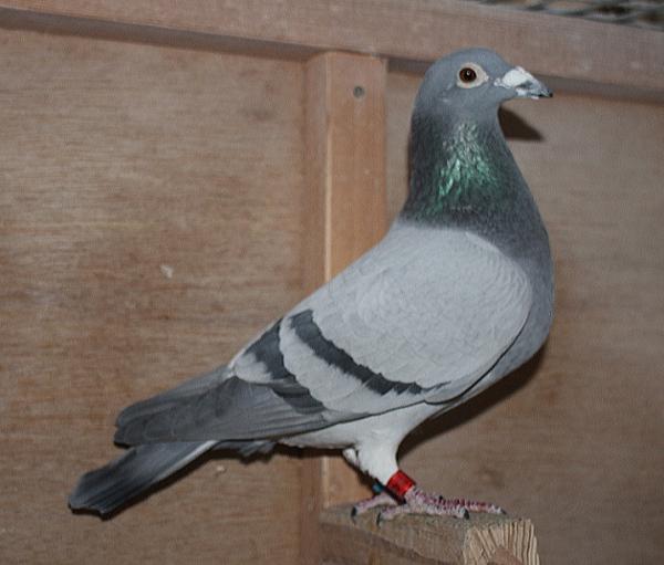 デズメット BE22-4045099 売切れ - 画像 (2)