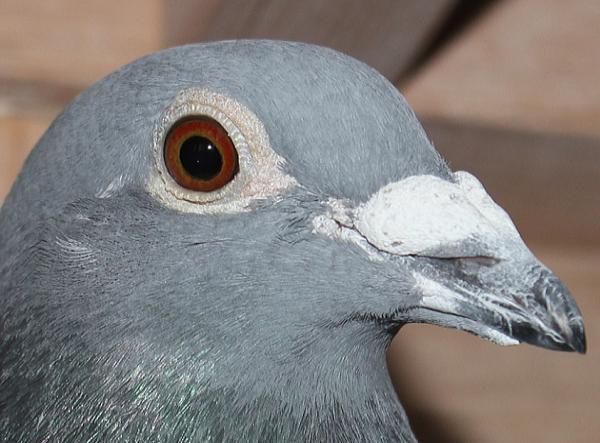 デズメット BE22-4045099 売切れ - 画像 (3)