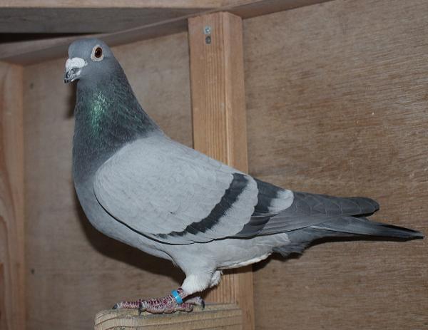 デズメット BE22-4045099 売切れ - 画像 (4)