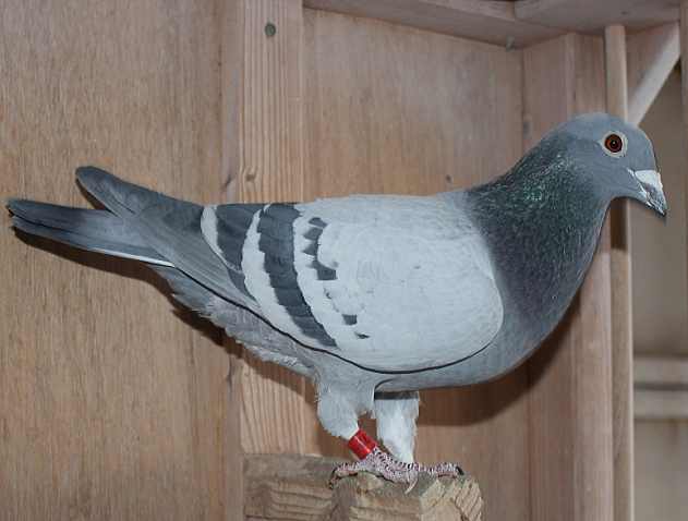 デズメット BE22-4049172 売切れ - 画像 (2)