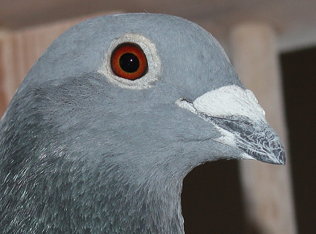 デズメット BE22-4049172 売切れ - 画像 (3)