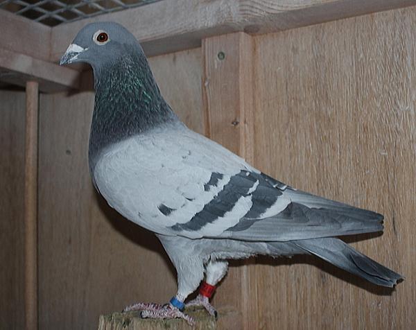 デズメット BE22-4049172 売切れ - 画像 (4)