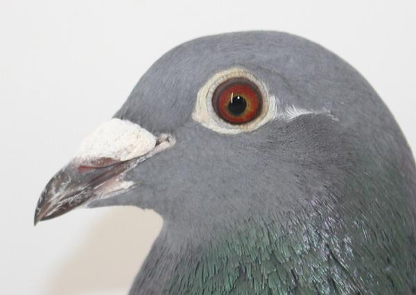 Appie Pas NL22- 8268309売切れ - 画像 (3)