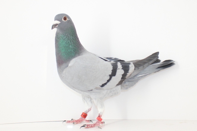 Appie Pas NL22- 8268309売切れ - 画像 (4)