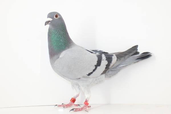 Appie Pas NL22- 8268309売切れ - 画像 (5)