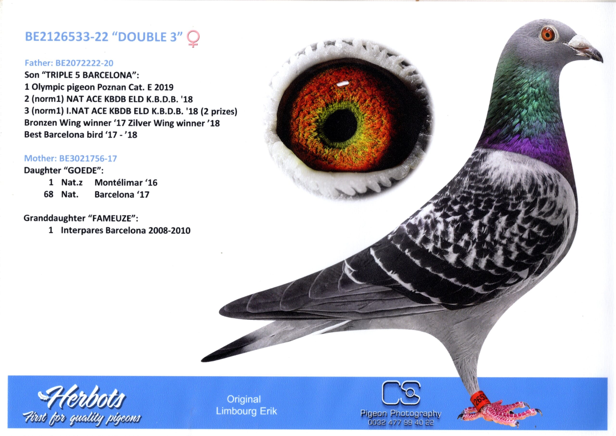 エリック・リンブルグ BE 22-2126533 ♀ 売切れ