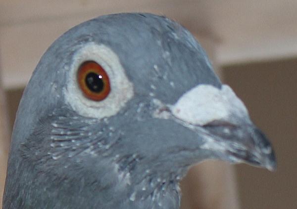 デズメット BE22-4045015 - 画像 (2)