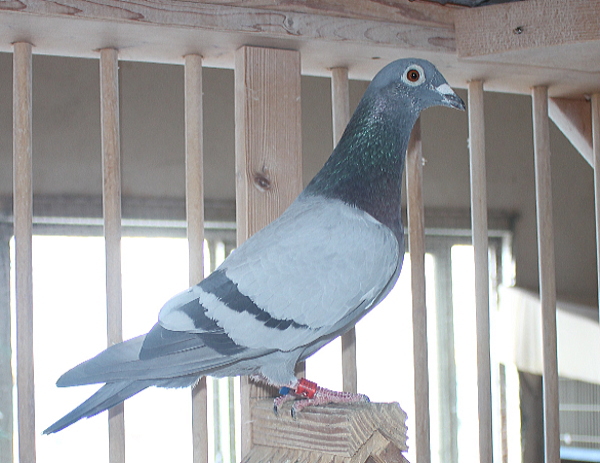 デズメット BE22-4045015 - 画像 (3)