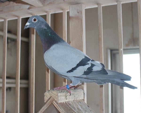 デズメット BE22-4045015 - 画像 (4)