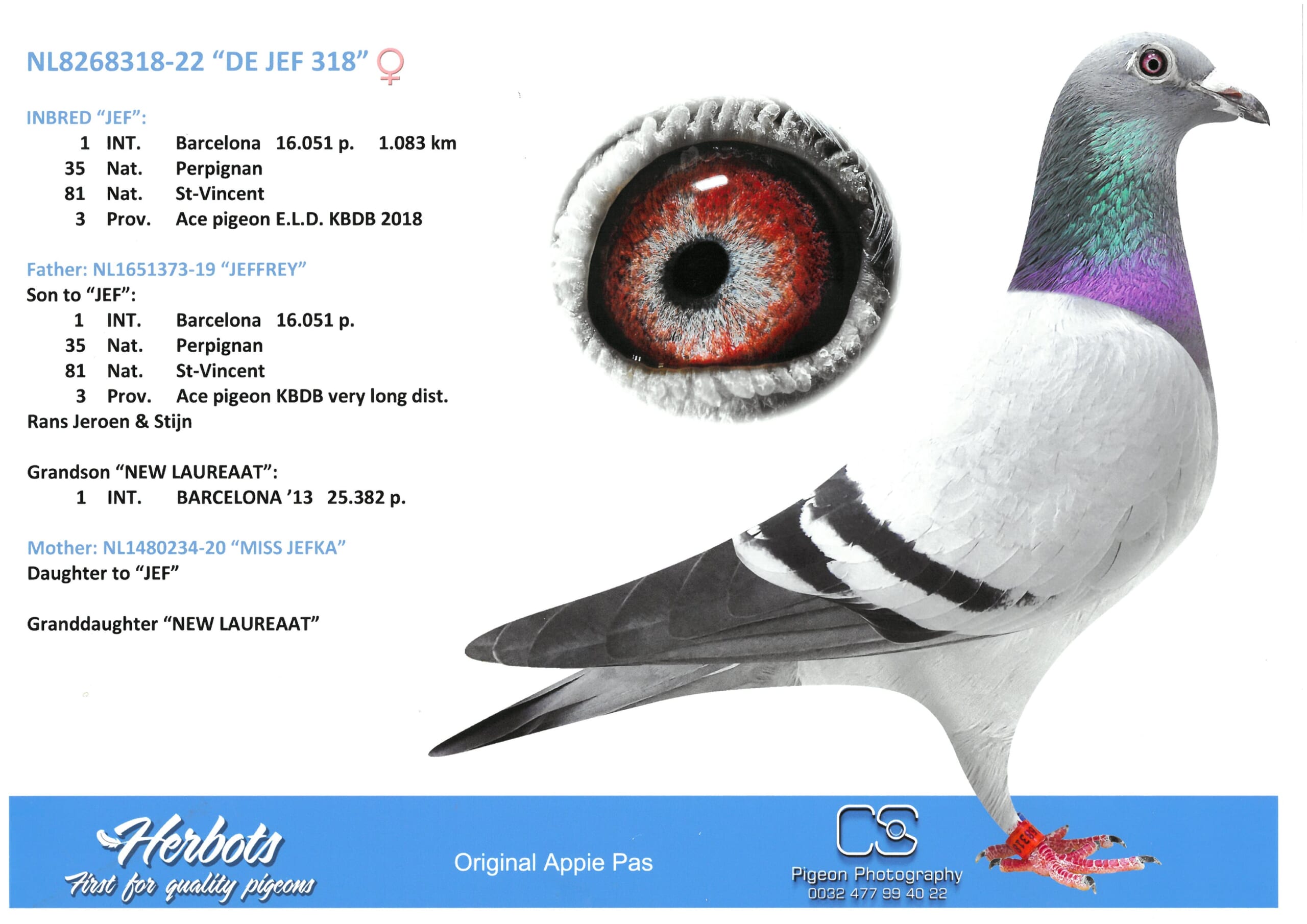 Appie Pas NL22- 8268318 売切れ - 画像 (2)