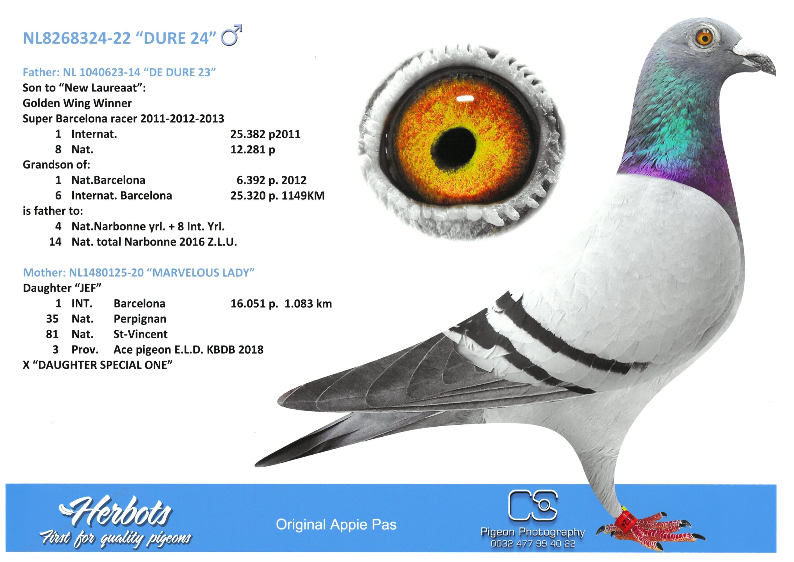 Appie Pas NL22-8268324 売切れ - 画像 (2)