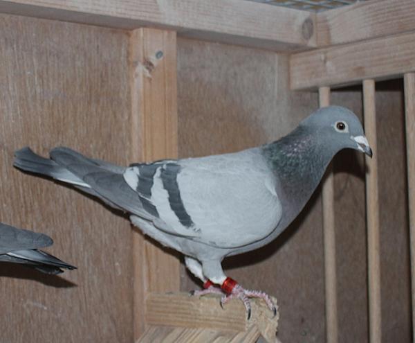 Appie Pas NL22- 8268318 売切れ - 画像 (3)