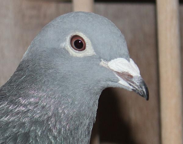 Appie Pas NL22- 8268318 売切れ - 画像 (4)