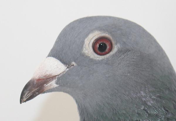 Nouwen Paesen 22-5012972 売切れ - 画像 (2)