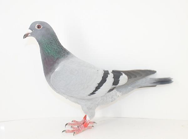 Nouwen Paesen 22-5012972 売切れ - 画像 (3)