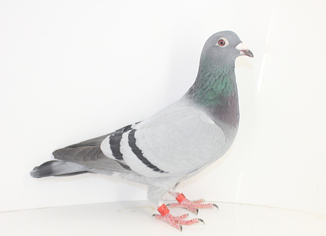 Nouwen Paesen 22-5012972 売切れ - 画像 (4)