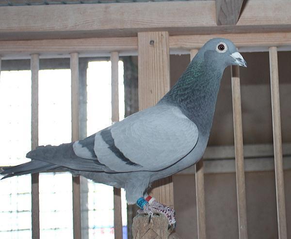 デズメット BE21-4002112 売切れ - 画像 (3)