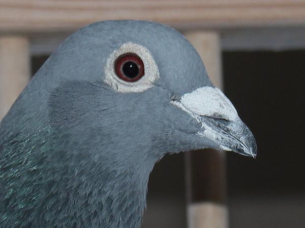 デズメット BE21-4002112 売切れ - 画像 (4)