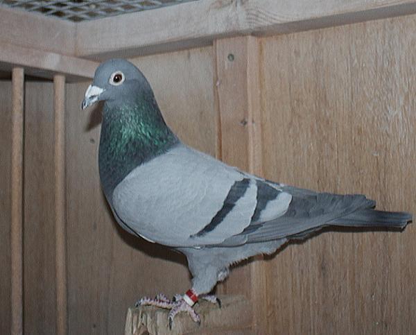 デズメット BE21-4002112 売切れ - 画像 (5)