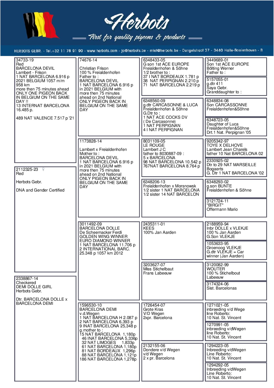 Herbots pigeons 23-2112325 2階で配合 - 画像 (2)