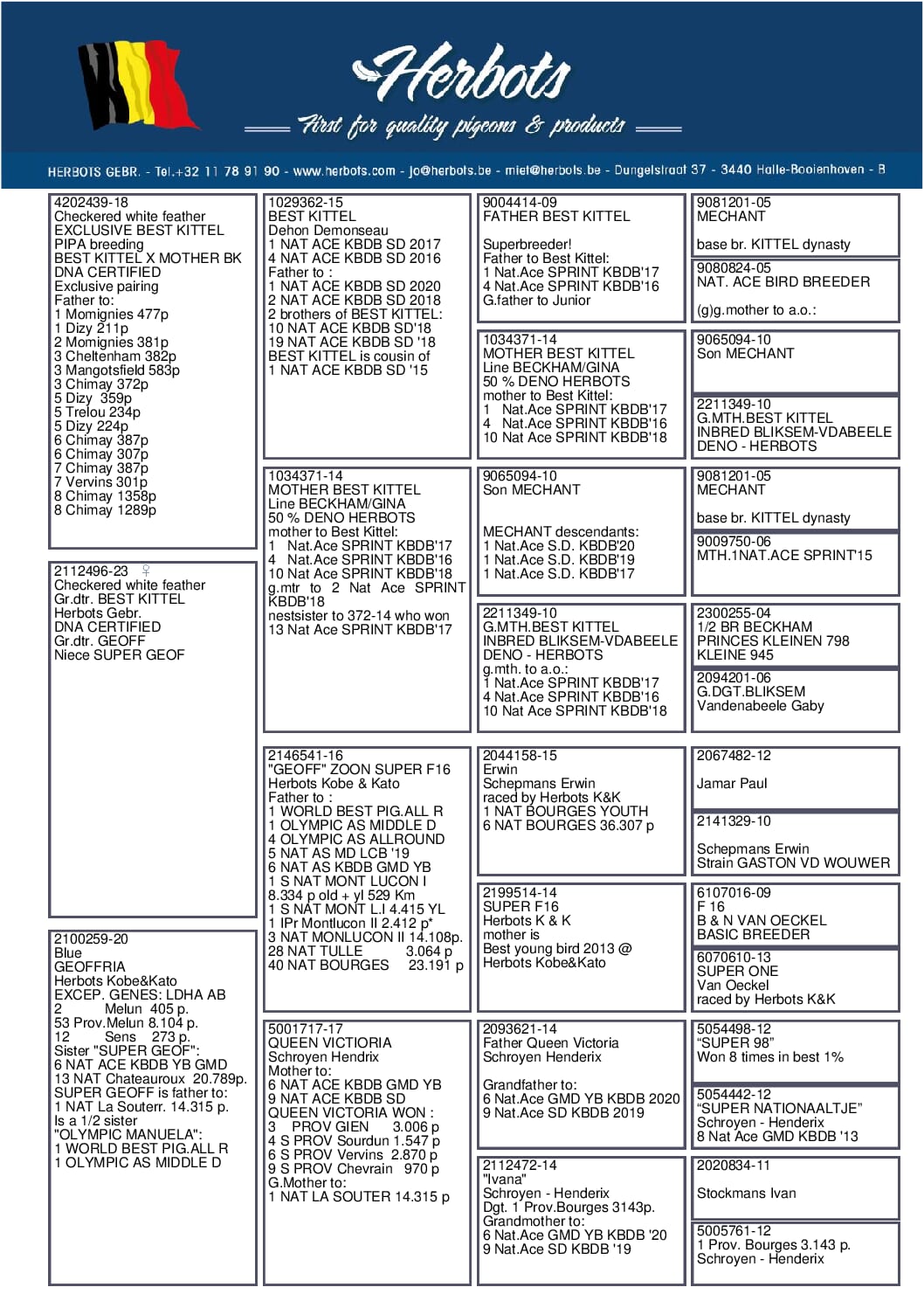 BESTKittel 23-2112496 北野鳩舎種鳩 - 画像 (2)