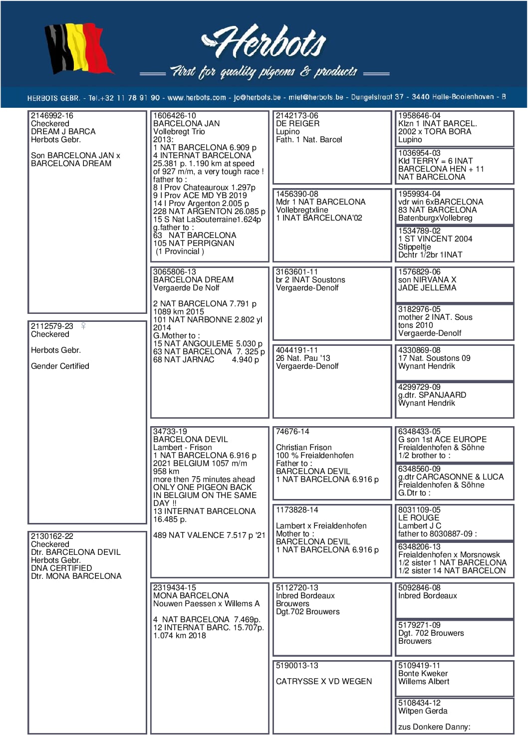 Herbots pigeons 23-2112579 - 画像 (2)