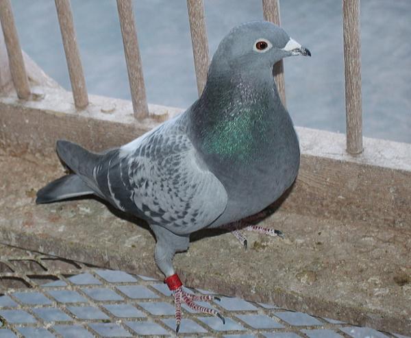 ファンブリアーナ B22-3041852 - 画像 (3)