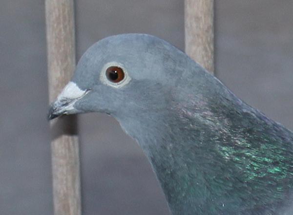 ファンブリアーナ B22-3041852 - 画像 (4)